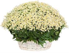 Цветочная композиция из Ромашки в корзине #REPLACE_PRED# Переяславке